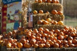 Celebrate With Corn Crib Nursery At Family Fall Festival Quad